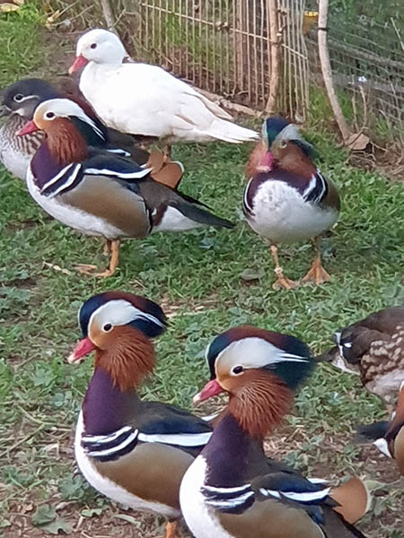 pato mandarin